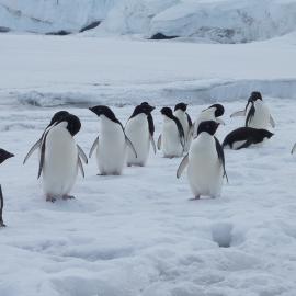 2010-11 A group of Adélie penguins coming 'ashore' at Home Beach, Cape Evans (003)
