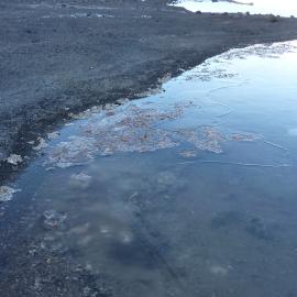 2010-11 Algae on the waters edge, Cape Evans