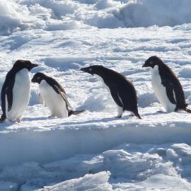 2010-11 Four Adélie penguins