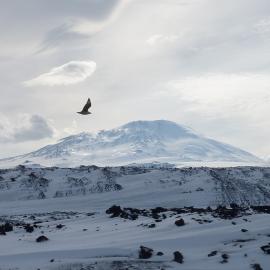 2010-11 Skua flying in front of Mount Erebus