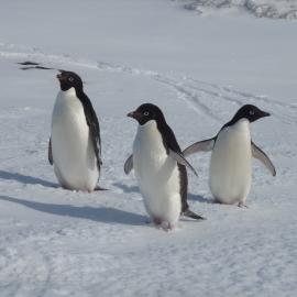 2010-11 Three Adélie penguins