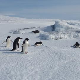 2010-11 A group of  Adélie penguins