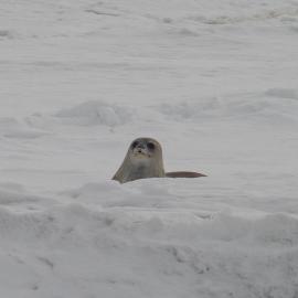 2010-11 A Weddell seal