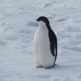 2010-11 Adélie penguin