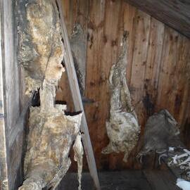 2010-11 Mutton carcasses hanging inside Scott's 'Discovery' hut, Hut Point
