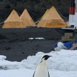 2010-11 An Emperor penguin visits the Cape Evans field camp