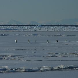 2010-11 Emperor penguins walk over the ice