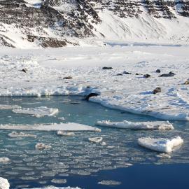 Weddell seals at Scott Base