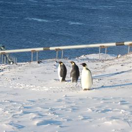 Emperor penguins at Scott Base 