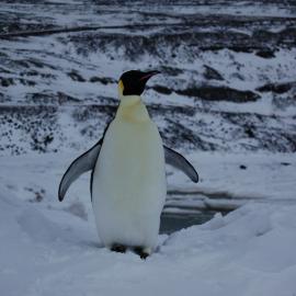 Emperor penguin at Scott Base (001)