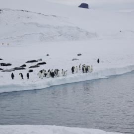 Emperor penguins and Weddell seals on banks of McMurdo Sound