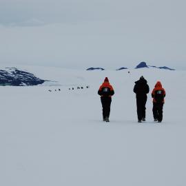 Emperor penguins on the road 