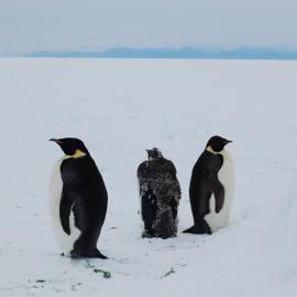 Emperor penguins on the road (004)