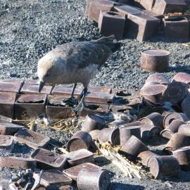 2010-11 Skua investigating Depot 2 before excavation, Cape Royds (001)