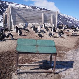 2015-16 Borchgrevink's hut brass plaque (004)