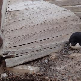 2015-16 Whale boat and Adélie penguin