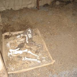 2010-11 Dog skeleton inside the stable, Cape Evans