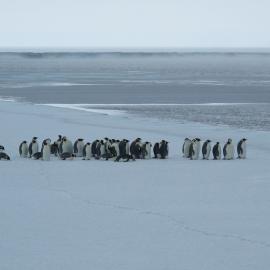 2014 Emperor penguins (001)