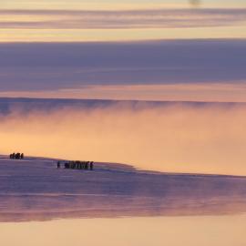 2014 Emperor penguins (003)