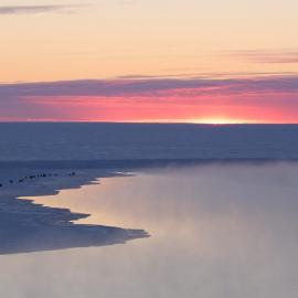 2014 Emperor penguins (004)