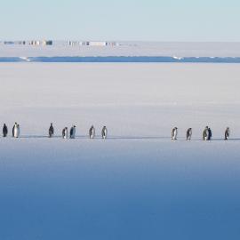 2014 Emperor penguins (005)