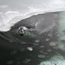 2022 Weddell seal in the water at Cape Evans