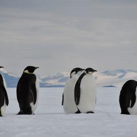 2022 Emperor penguins at Phoenix Airfield (007)