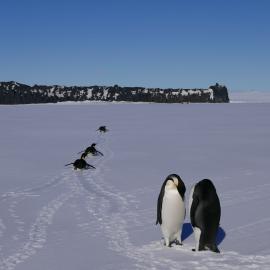 2018-19 Emperor penguins, Cape Evans