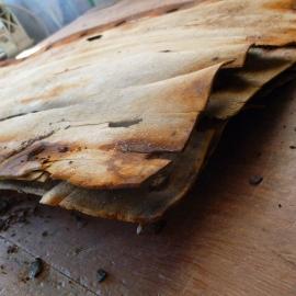 Venesta case panel during treatment (005)