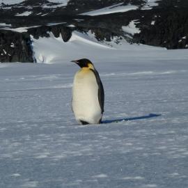Emperor penguin