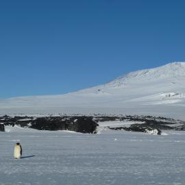 Emperor penguin and Mount Erebus