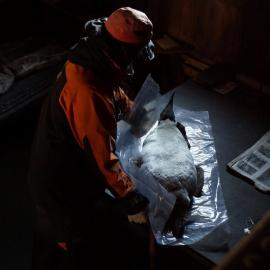 2013-14 Josiah Wagener moving a penguin skin inside Scott's 'Terra Nova' hut (001)