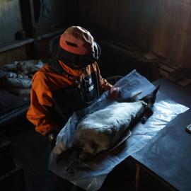 2013-14 Josiah Wagener moving a penguin skin inside Scott's 'Terra Nova' hut (002)