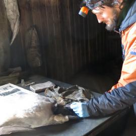 2013-14 Josiah Wagener testing a penguin skin for arsenic, Cape Evans (001)