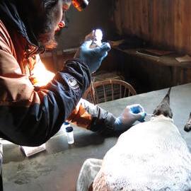 2013-14 Josiah Wagener testing a penguin skin for arsenic, Cape Evans (002)