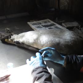 2013-14 Josiah Wagener testing a penguin skin for arsenic, Cape Evans (004)