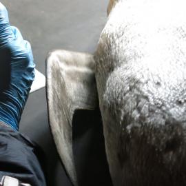 2013-14 Josiah Wagener testing a penguin skin for arsenic, Cape Evans (005)