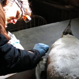 2013-14 Josiah Wagener testing a penguin skin for arsenic, Cape Evans (008)