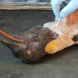 2013-14 Josiah Wagener testing a penguin skin for arsenic, Cape Evans (010)