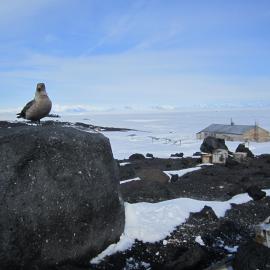 Skua and Scott's 'Terra Nova' hut