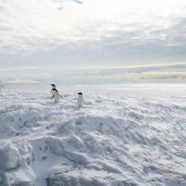 Adélie penguins (001)