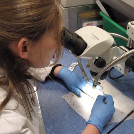 AHT Conservator Susanne Grieve inspecting artefact (001)