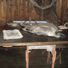 Taxidermied penguin and 'The Illustrated London News' on table in Scott's 'Terra Nova' Hut (001)