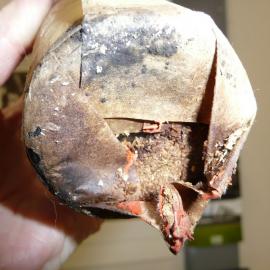 Unfolding wrapper on bottle (003)