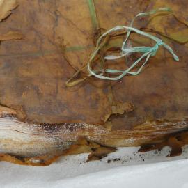 Aurora Australis ream of paper (059)