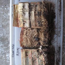 Sunlight' soap conservation (003)