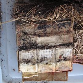 Sunlight' soap conservation (004)