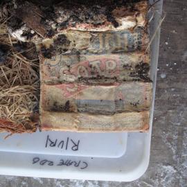 Sunlight' soap conservation (005)