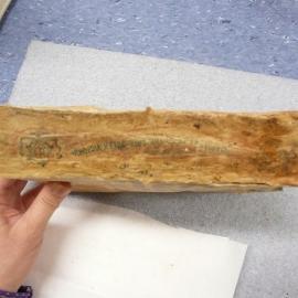 Sunlight' soap conservation (026)