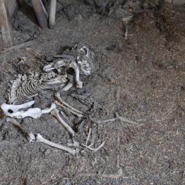 2017-18 Scott's 'Terra Nova' hut, interior, dog skeleton